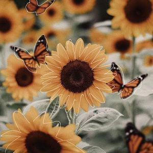 Meet your Posher, Fiona